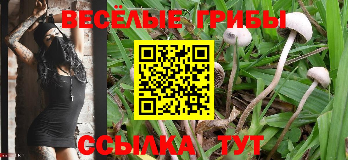 Псилоцибиновые грибы Psilocybe Усолье-Сибирское